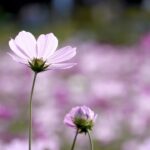 本日の聖句(Today's Scripture)