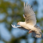 コリスの悔い改めと、「心と思いと精神を尽くして神様を愛する」ということ。(Repentance of Korisu and "loving God with all your heart, mind and spirit".)