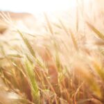 本日の聖句 -テモテへの第二の手紙 第3章16- (Today's scripture -The Second Epistle of Paul the Apostle to Timothy3:16-)