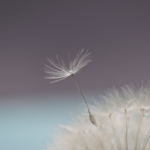 人間にとって有益な生き方とは。明け方のお祈りよって、健康が維持・回復する理由(What is a beneficial way of life for human beings? Why dawn prayer maintains and restores health)