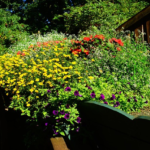 神様に寄り頼み、自分の人生の開拓者となろう!(Rely on God and be a pioneer in your own life!)