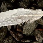 捨てることと、祈り求めること。(Throwing away and seeking.)